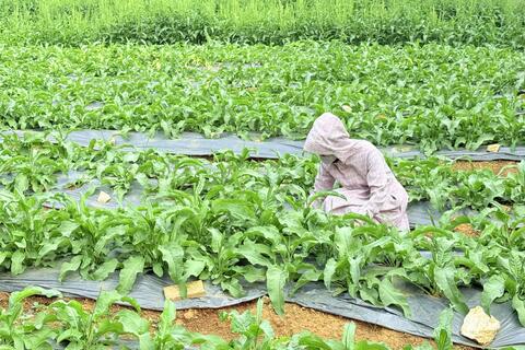 Hiệu quả bước đầu của cây sâm nữ hoàng gắn với tinh thần Nghị quyết 57 trên địa bàn xã Mường Than