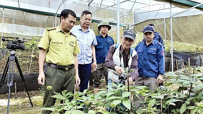 Lai Châu: Thu thập mẫu Sâm phục vụ xây dựng Dược điển và Tiêu chuẩn Việt Nam